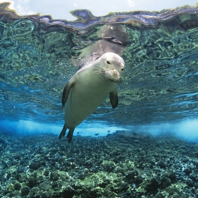 Hawaiian monk seal (Monachus schauinslandi) over reef  nr surface w/ refelctions Poster Print (34 x 22)
