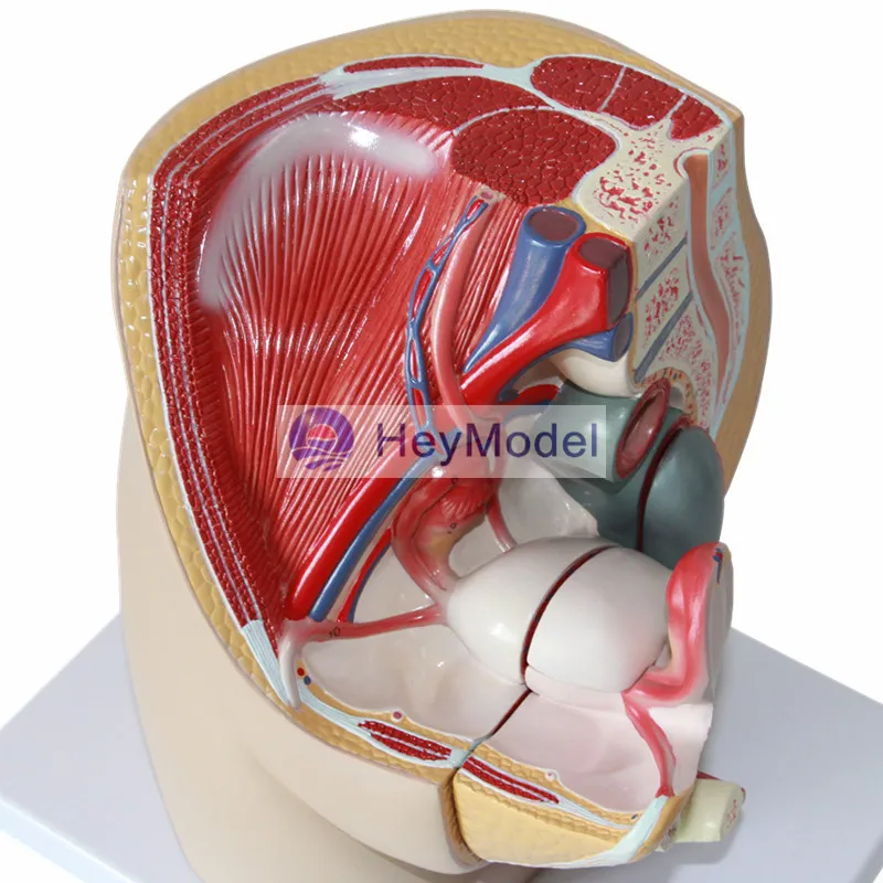 HeyModel Женская Тазовая средняя сагиттальная модель с секциями мужской