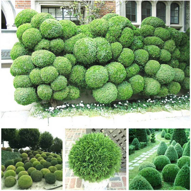 

20pcs juniper balls potted flowers purify the air absorb harmful gases,DIY home garden plant ,very easy to grow
