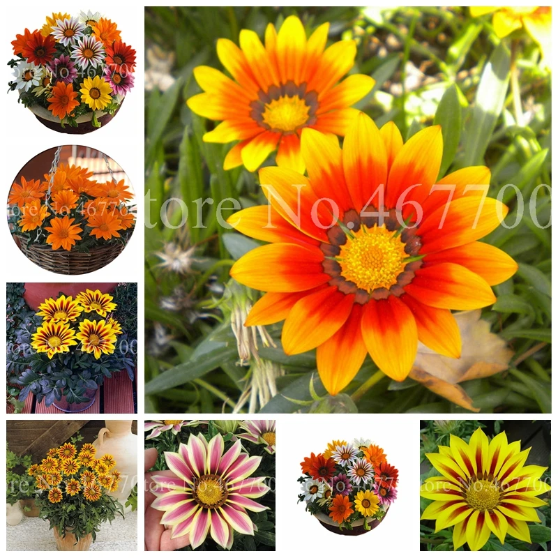 

Sale 300 Pcs Gorgeous Gazania Rigens Bonsai Africa Rare Flower Plant For DIY Home Garden Flower Pot Planters Supplies Easy Grow