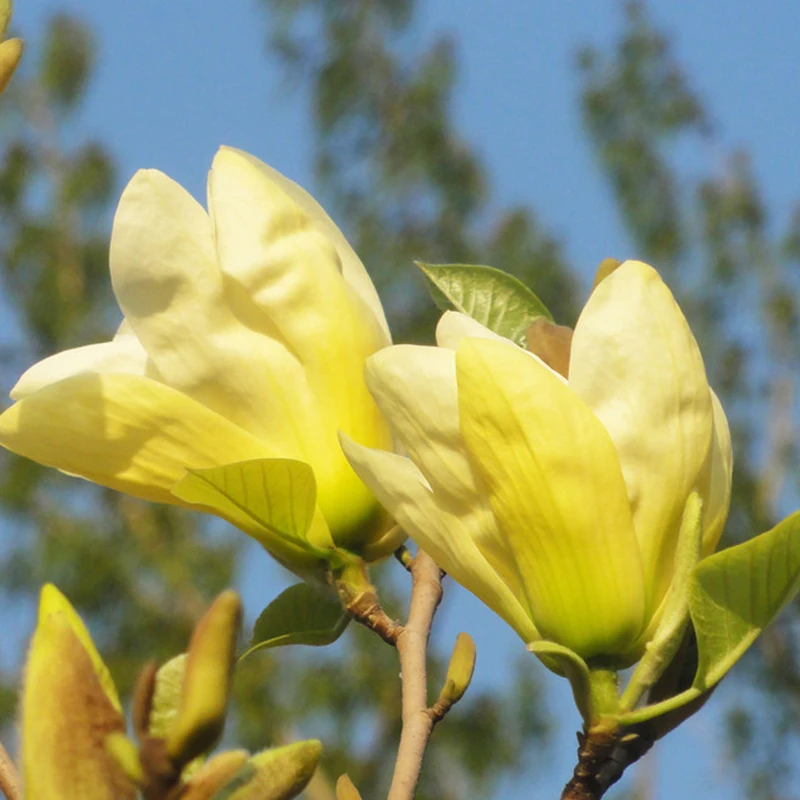 Compare Prices On Yellow Flower Tree Online Ping Low Forest Seeds Yellow Magnolia Perennial Flowers Potted Plants Tree 30pcs China