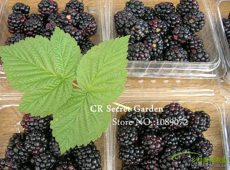 Buy 200 Pcs Blackberry Seeds Free Shipping