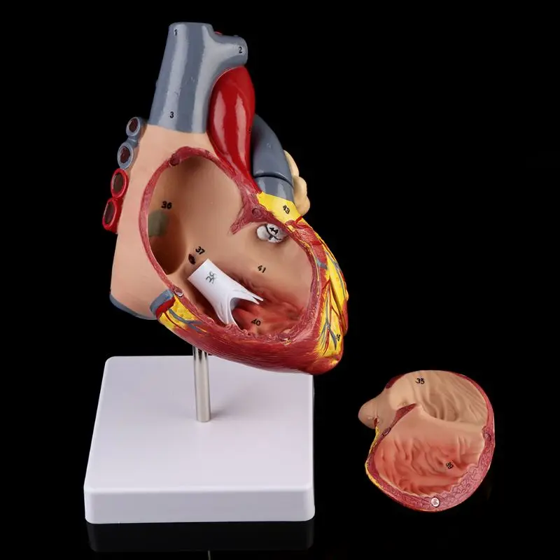 Разобранная анатомическая модель сердца человека анатомия медицинская вязка органов медицинский обучающий инструмент