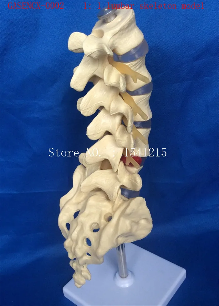 

1: 1 lumbar skeleton model skeleton Skeleton model Teaching model Medical model-GASENCX-0002
