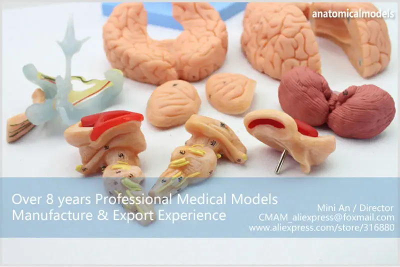 BRAIN06 CMAM BRAIN ANATOMICAL MODEL 15-PARTS 10