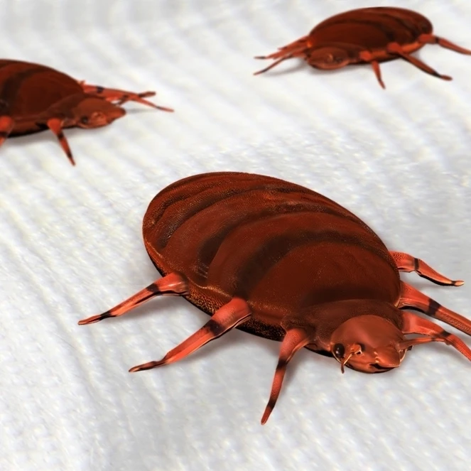 Bed Bugs Poster Print by Spencer SuttonScience Source (36 x 24)