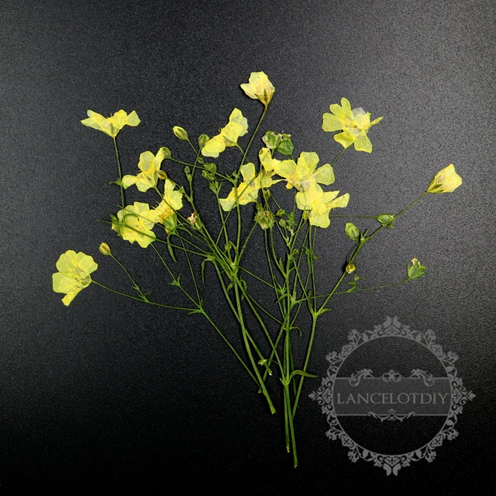 5-9 см желтый НАСТОЯЩИЙ СУХОЙ прессованный ветвь цветка ремесло для стеклянный купол для рукоделия Смола наполнение 8 шт каждый пакет 1503156