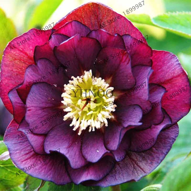 100 Pcs Bag Helleborus Seeds Garden Summer Flower Seeds Bonsai Plant Home Jardin