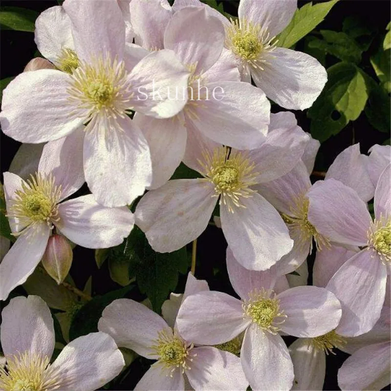 Purple Clematis Variety 100pcs Ideal For Courtyard And Terrace Beautification Rare Flowering Species - 8