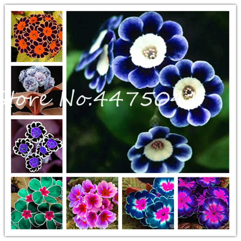 

150 Pcs Colorful Europe Evening Primrose Bonsai ,Primula Malacoides Mix Colors Flowers For Home Garden Plants Best Gift For Wife
