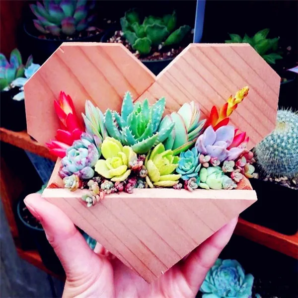 2000 Rare Mix Lithops flores Living Stones Succulent Cactus Organic Garden Bulk plante,bonsai plantas for indoor succulent plant