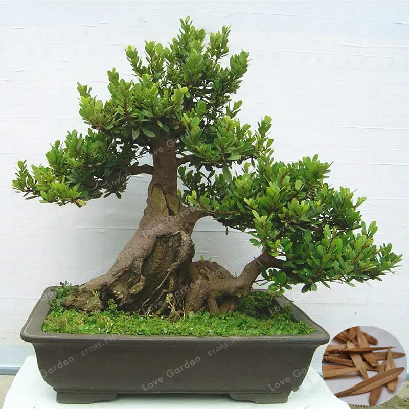 

Ornamental Plant Fraxinus Chinensis Bonsai 10 Pcs Beautifying Chinese Ash Deciduous Tree Bonsai Flowering Plant Bai La Shu