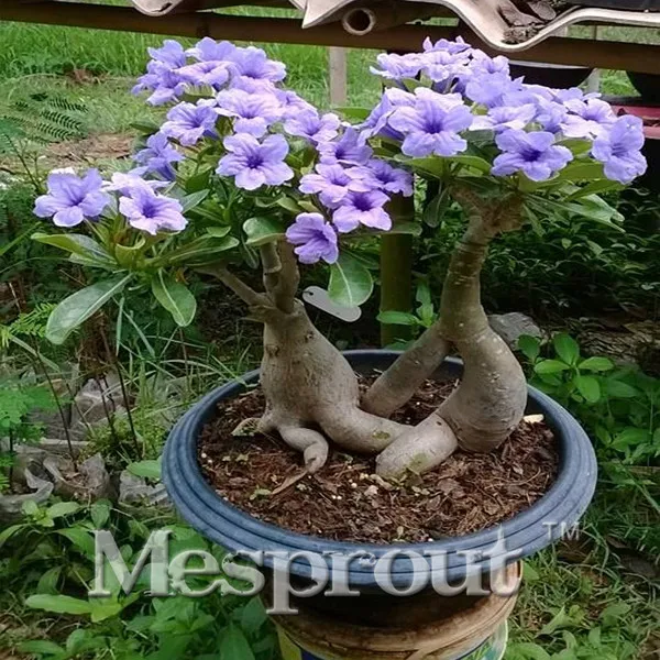 

1PCS Beautiful Light Purple Flowers Desert Rose Petal Bonsai Garden Balcony Patio Potted Bonsai