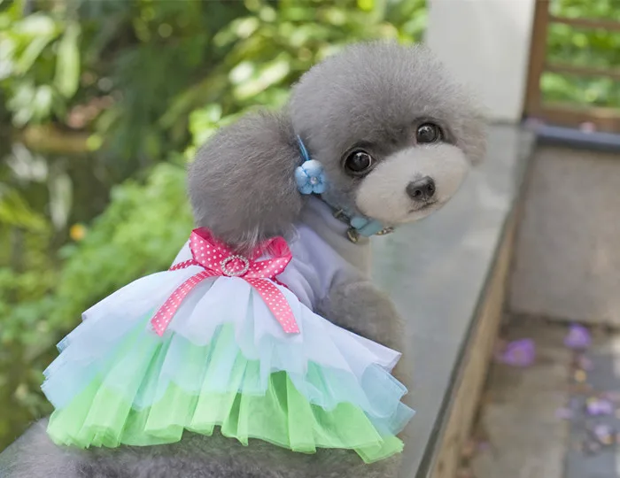 10 Ps Vente Chaude Chien Vêtements Robe Pour Chihuahua Pas