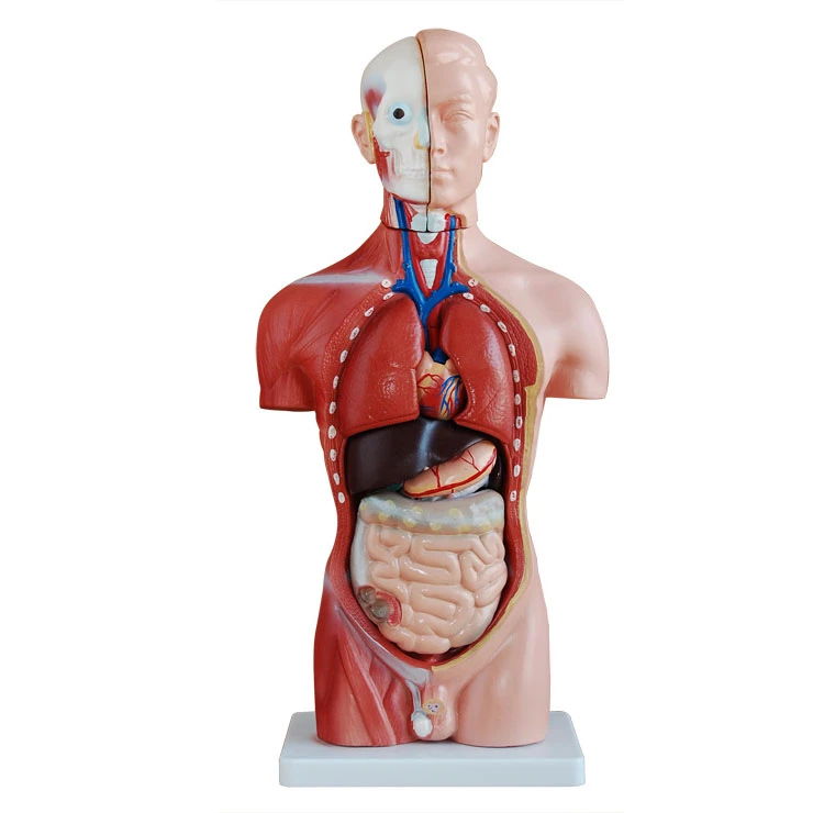 Squelette Detachable De Modele D Anatomie De Corps Humain De Modele D Abats De Torse Humain De 45cm Aliexpress