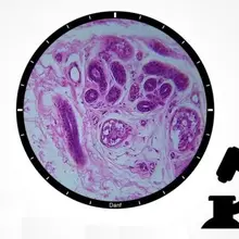 5 шт Биологический микроскоп человек пот железа образец выбранные готовые слайды