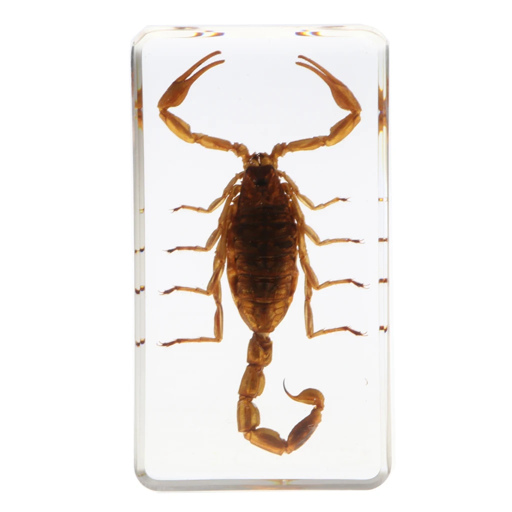 Образец насекомых пресс-папье Коллекция подарков-желтый скорпион B