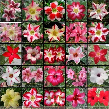

50PCS 100% Fresh Real Multi-Colored Adenium Obesum semillas - Bonsai Desert Rose Flower Plant sementes