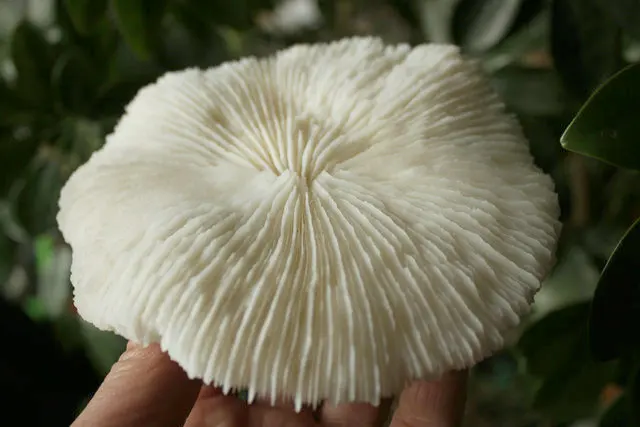 natural white ocean mushroom