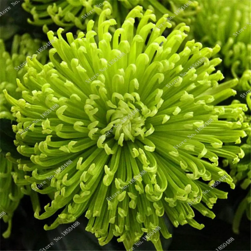Online Buy Wholesale green chrysanthemum flower from China green