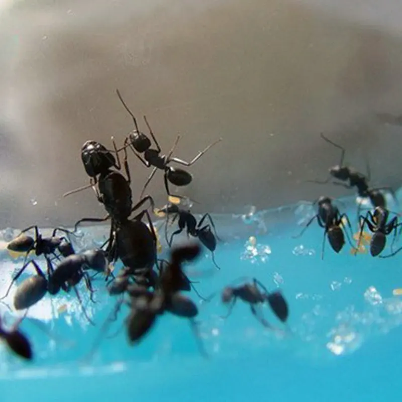 Ant Farm Children Adults Hobby Fascinations Antworks Ant Habitat Artist Blue Gel Ecological Toys Science Educational For Kids