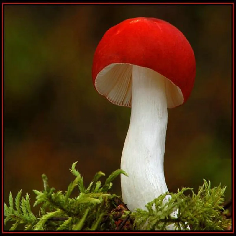 YIKELA 2019 New Year Full Drills Hot Sale Decor Mushroom Diamond