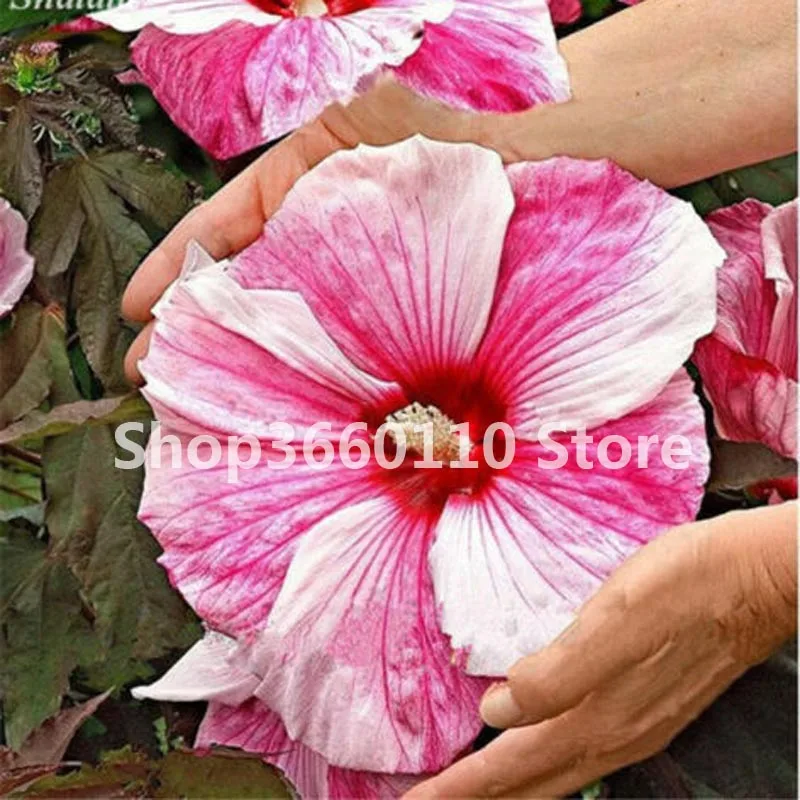 

50pcs garden flower seedsplants Hibiscus Plants HIBISCUS ROSA-SINENSIS Flower Planta HibiscusTree Plants Flower Potted Plants