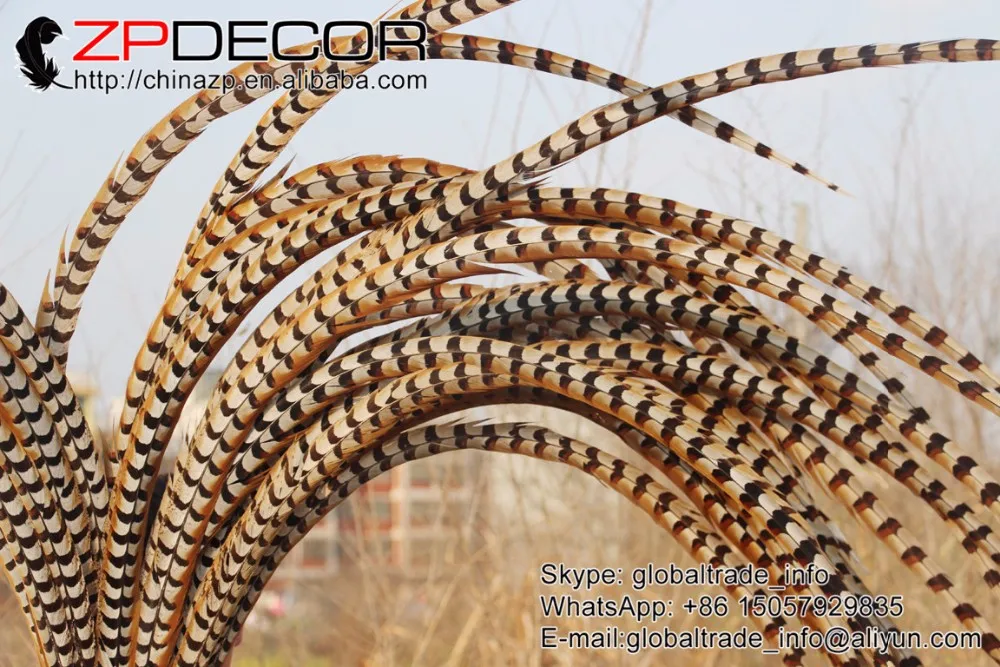 140-150cm NATURAL Reeves Venery Pheasant Tail Feathers (9)