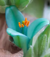 Редкие Цвет Бирюзовый Puya семена цветов-Puya berteroniana семена, очень редких растений свежие семена пакет