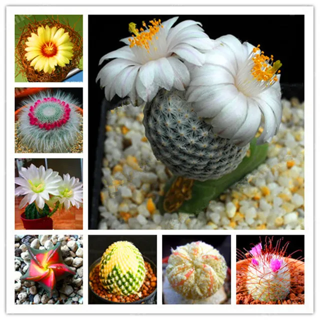 200PCS The Best-Selling! 8 Kinds Of Mixed Juicy Cactus Seed Plants Bonsai Plant Homes Gardening Flower Pots Balcony Flower Seeds