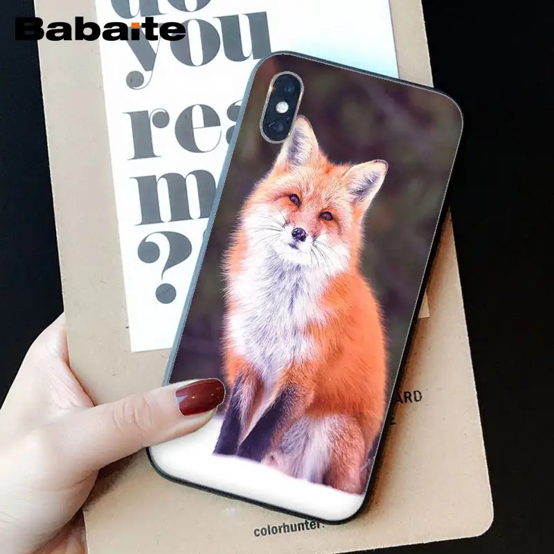 Animal More Cute Fox cat