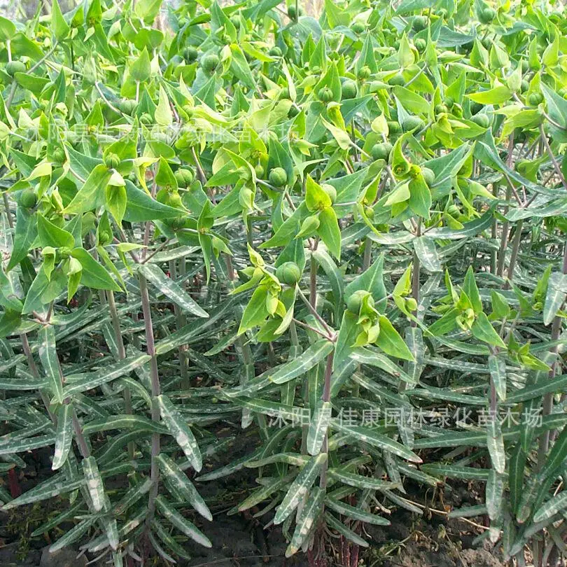 

gold Buddha refuplante winter bean caper real -linked real planttep according to 200g / Pack