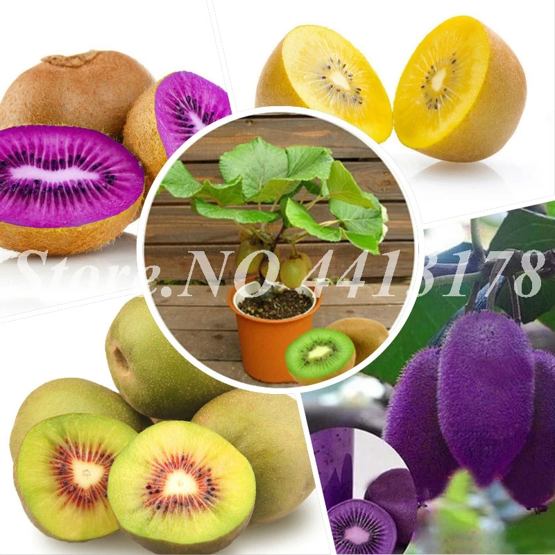 

200 pcs/ bag Exotic Kiwi Tropical Rounded Juicy Organic Mini Actinidia Bonsai Fruit Tree Plant for Home Garden Pot Planters