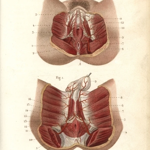 Circulatory System To The Genitals Poster Print By <ALIMT >&reg;</ALIMT> Florilegius Mary Evans (18 X 24)