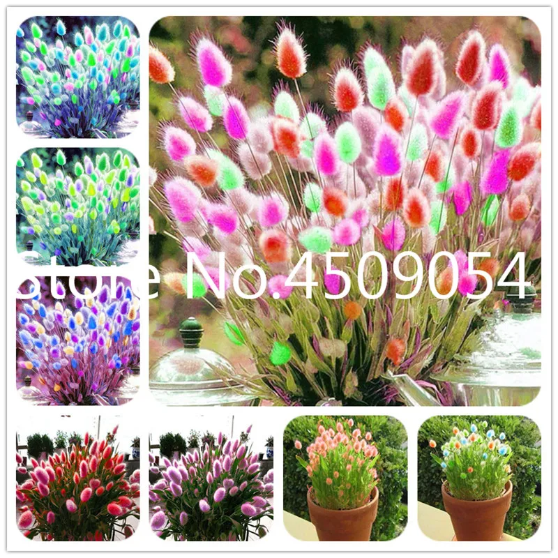 

100 pcs Bonsai Heirloom Rabbit Tails Grass Seedsplants Colorful Fescue Very Beautiful Ornamental Grasses Herbs High Germination