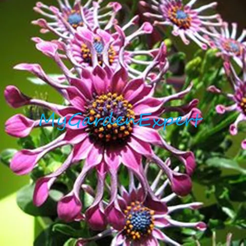 Rare Pink Daisy Flower Seeds 50pcs Bag Exotic Ornamental Flowers Rare Pink Daisy Flower Seeds 50pcs Bag Exotic Ornamental Flowers African Bonsai Home