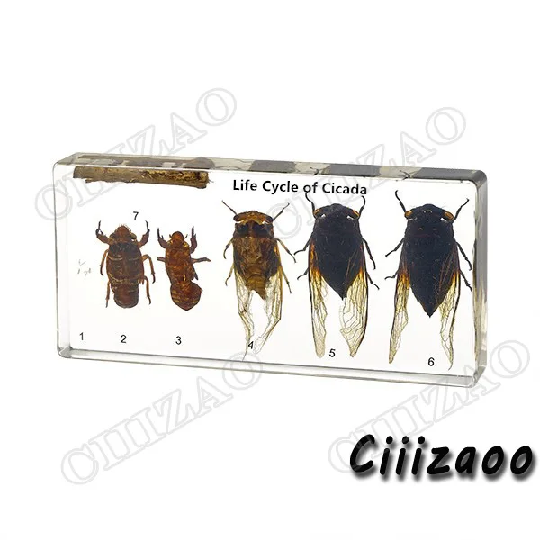 Жизненный цикл цикады образец пресс-папье Taxidermy Коллекция Встроенный в ясный Lucite блок встраивания образец