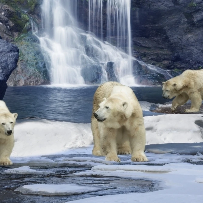 Polar Bear Winter Poster Print by Alixandra Mullins (36 x 24)