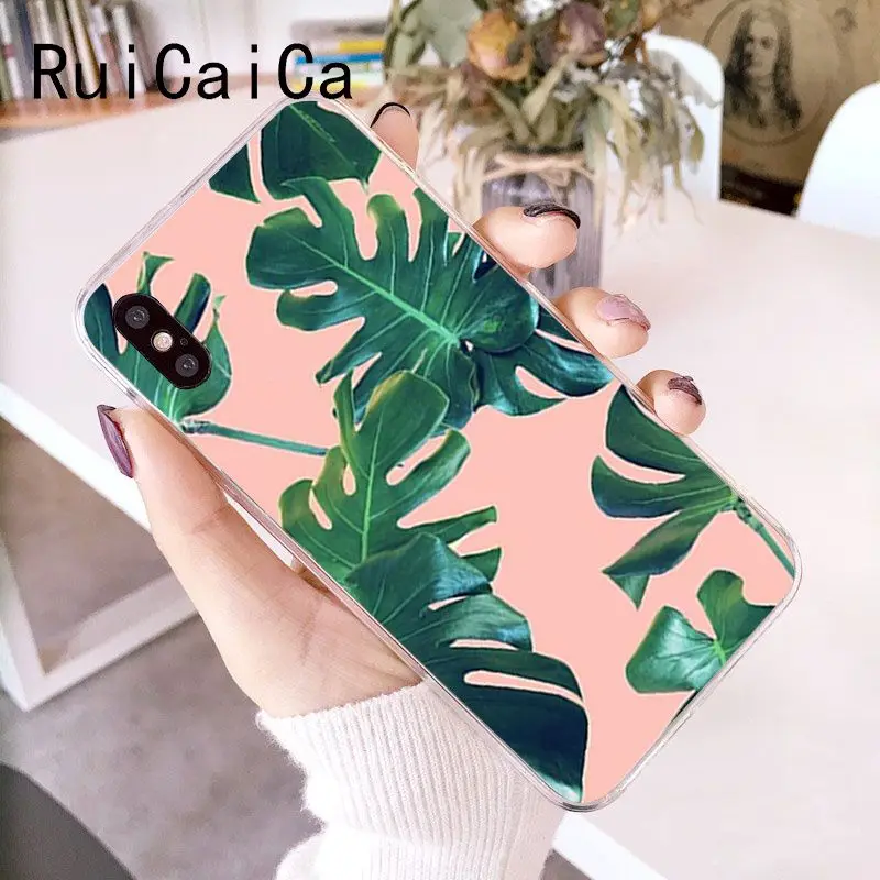 Palm tree Leaves Plant Flower
