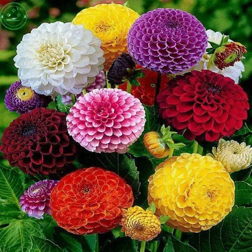 Common Garden Flowers scabiosa flowers reviews - online shopping scabiosa flowers Common Garden Flowers scabiosa flowers reviews - online shopping scabiosa flowers