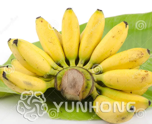 

100Pcs Very Rare Musa Basjoo Tree Bonsai Outdoor Perennial Interesting Plants Milk Taste Delicious Fruit Bonsai For Home&Garden