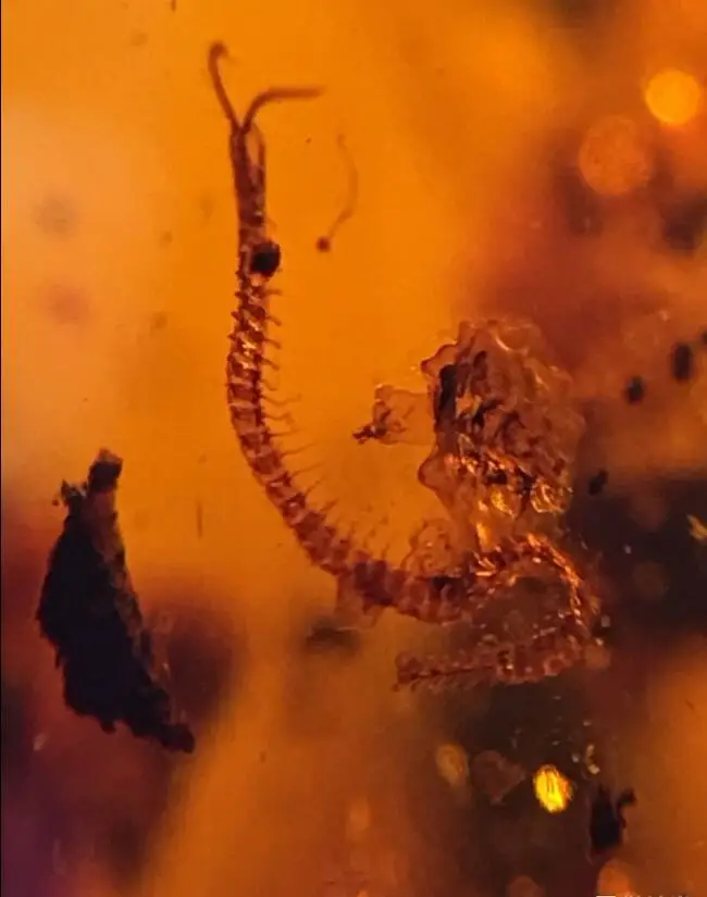 

Rare long centipede&cockroach Untreated Myanmar Amber insect 100 million years ago lynx stone from dinosaurs age Cretaceous