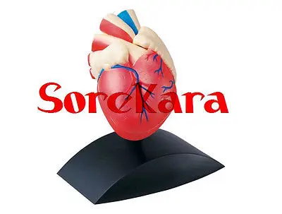 

1:1 Human Anatomical Heart Anatomy Viscera Medical Teach Organ Model School Hospital