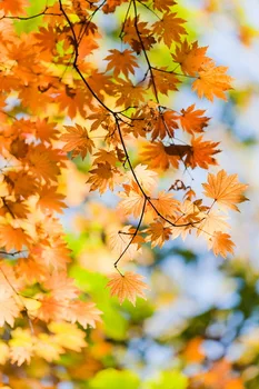 

Scenery Photo Background Photography Backdrop Yellow Leaves Autumn Backdrop Wedding Background