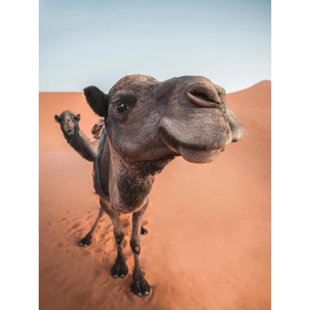 HUACAN-5D-Diamond-Painting-Camel-Diamond-Embroidery-Sale-Animal-Diamond-Mosaic-Art-Full-Square-round-Rhinestone