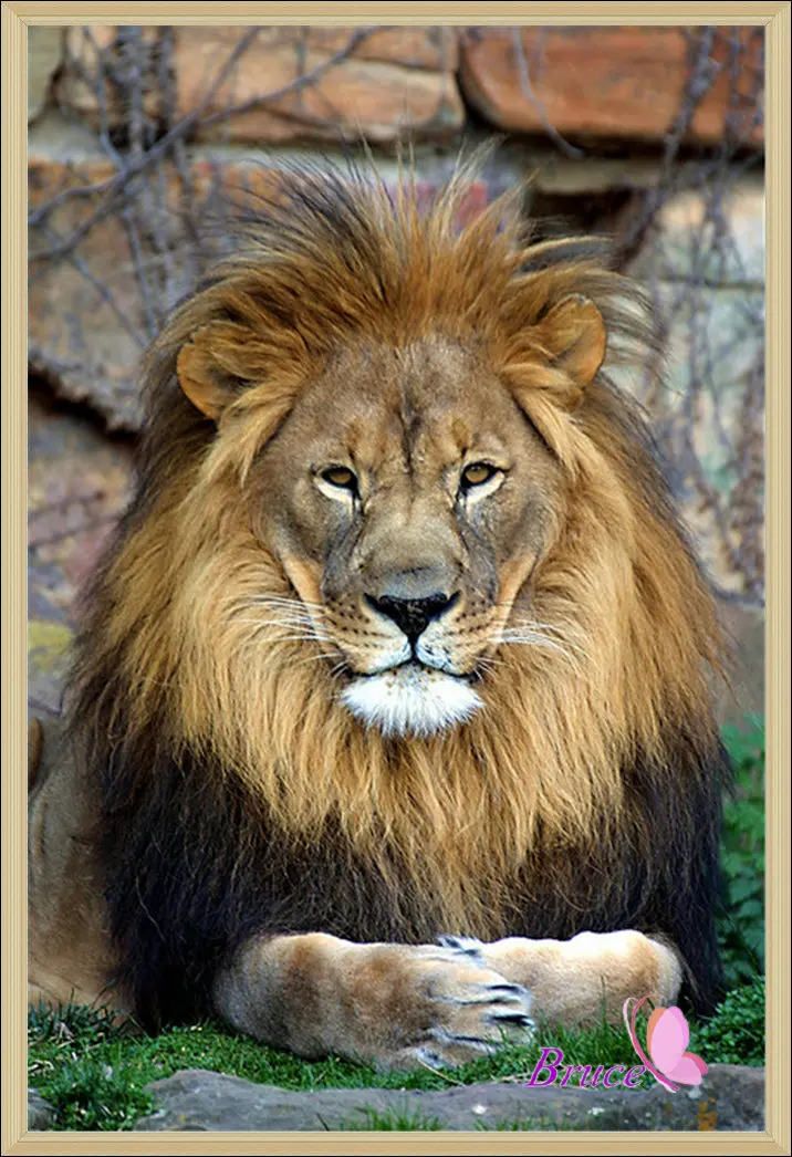 Довольный лев картинки