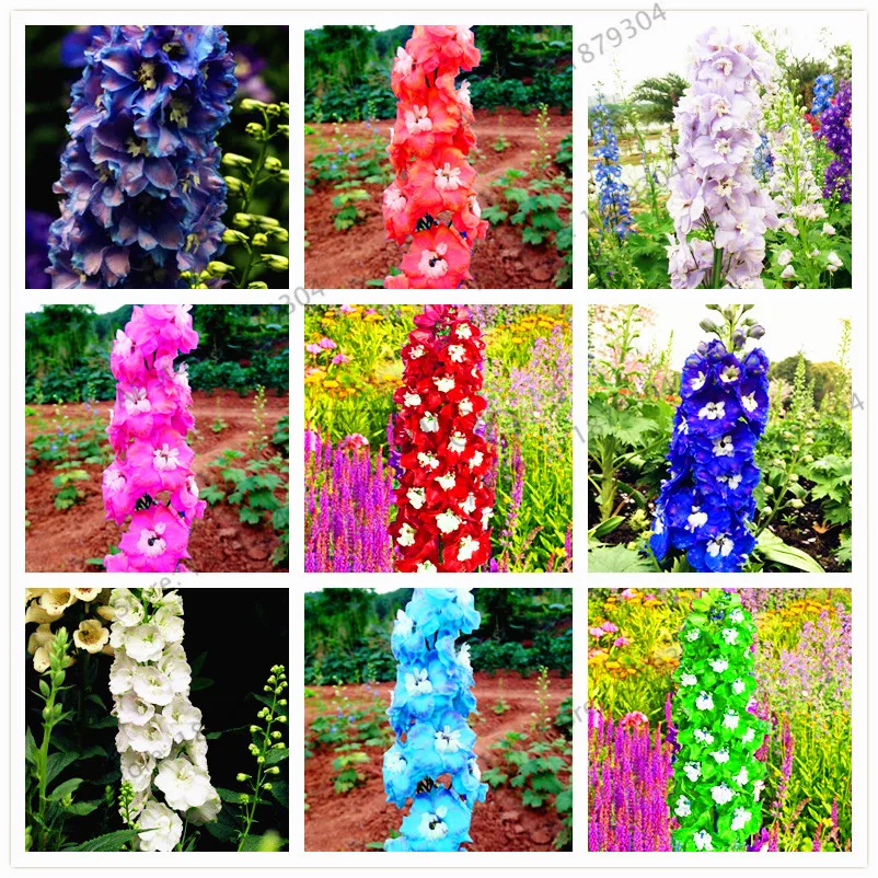 

100pcs/bag Mixed color Rocket larkspur plant Consolida Ajacis Delphinium Flowers potted bonsai DIY home garden