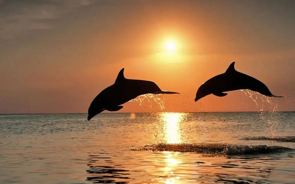 Живая природа дельфины. Дельфины в море. Дельфины на закате. Два дельфина на закате. Красивые картинки.