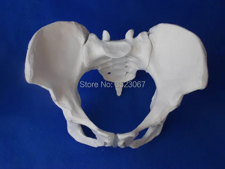 

life size Anatomical Human skeletalskull anatomy Skeleton Model Female Pelvis Modelmedical instruments traumatic pistolStudy