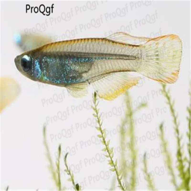 

Ngryise 50Pcs a set Aplocheilichthys Normani